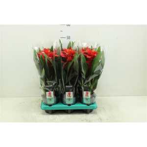 Guzmania Calypso