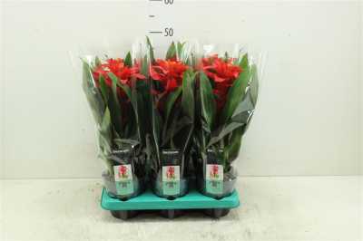 Guzmania Calypso