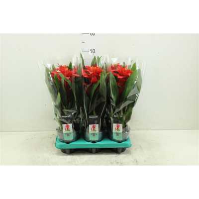 Guzmania Calypso