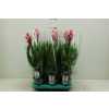 Guzmania Candy