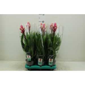 Guzmania Candy