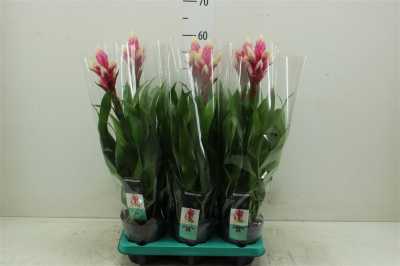 Guzmania Candy