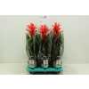 Guzmania Chic