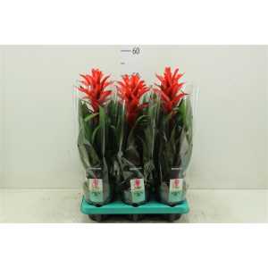 Guzmania Chic