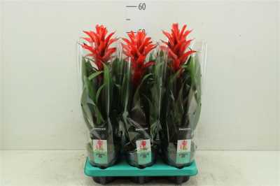 Guzmania Chic