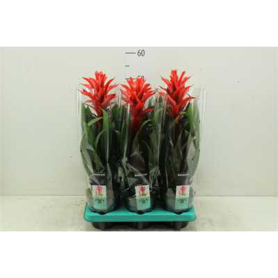 Guzmania Chic