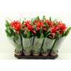 Guzmania Denise