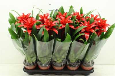 Guzmania Denise