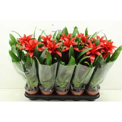 Guzmania Denise