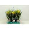 Guzmania Fancy