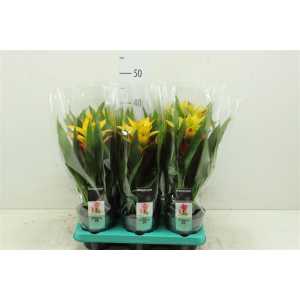 Guzmania Fancy