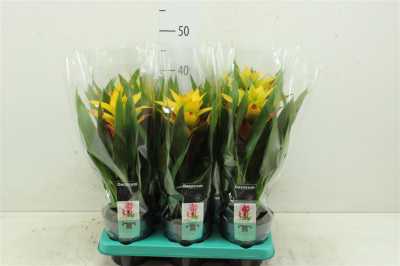 Guzmania Fancy