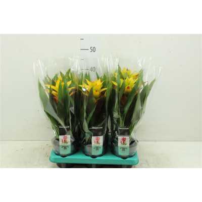 Guzmania Fancy