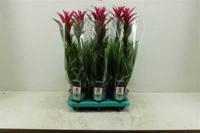 Guzmania Freya