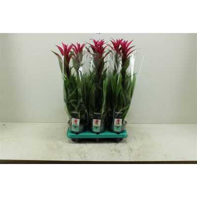 Guzmania Freya