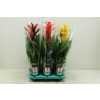 Guzmania Gemengd