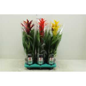 Guzmania Gemengd