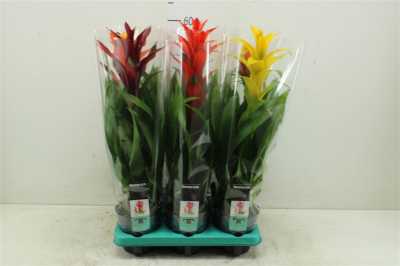 Guzmania Gemengd