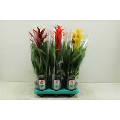 Guzmania Gemengd