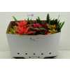 Guzmania Gemengd