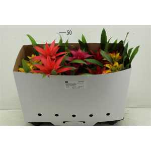 Guzmania Gemengd