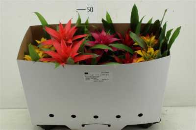 Guzmania Gemengd