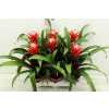 Guzmania Hope