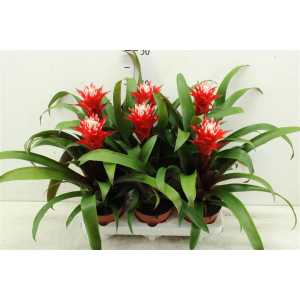 Guzmania Hope