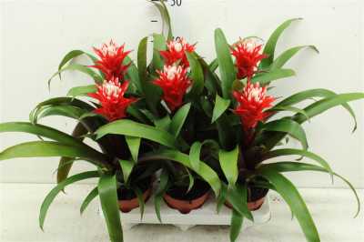 Guzmania Hope