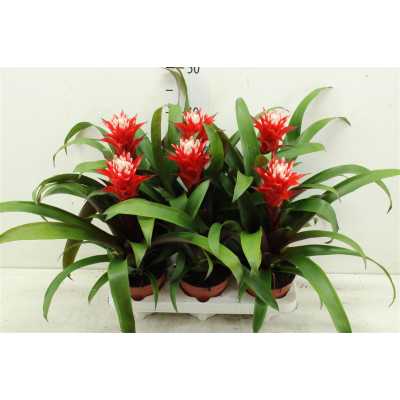 Guzmania Hope