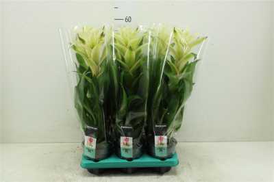 Guzmania Mara