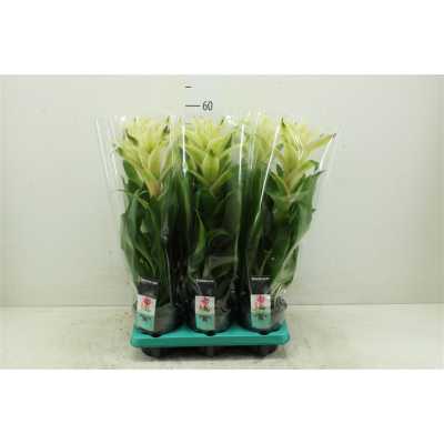 Guzmania Mara