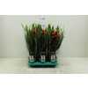 Guzmania Mixxta