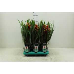 Guzmania Mixxta
