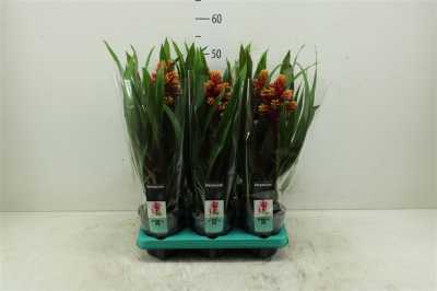 Guzmania Mixxta