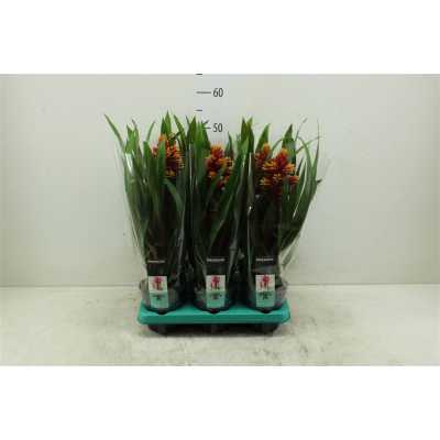 Guzmania Mixxta