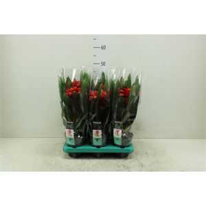 Guzmania Optima