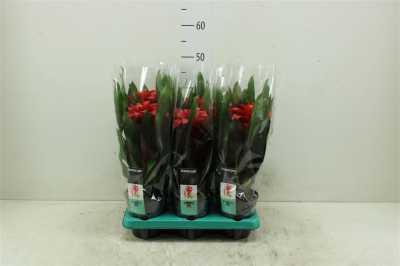 Guzmania Optima