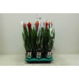 Guzmania Punta