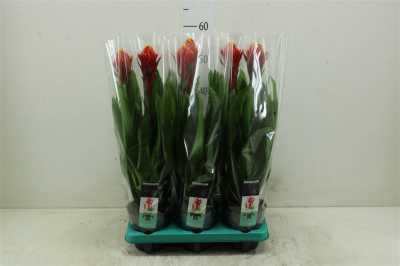 Guzmania Punta