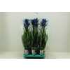 Guzmania Royal Blue