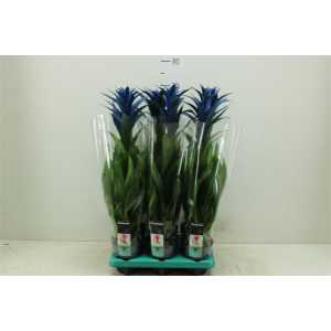 Guzmania Royal Blue