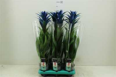Guzmania Royal Blue