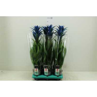 Guzmania Royal Blue