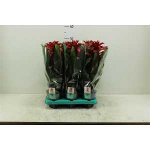 Guzmania Salinas