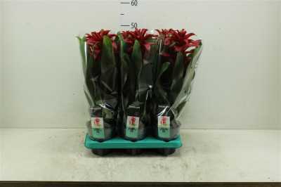 Guzmania Salinas
