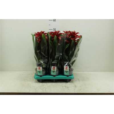 Guzmania Salinas
