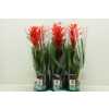 Guzmania Sensation