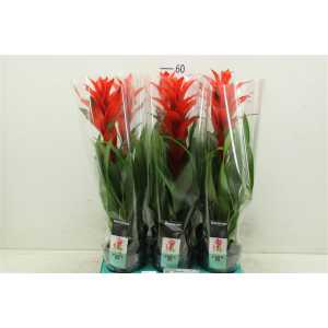 Guzmania Sensation