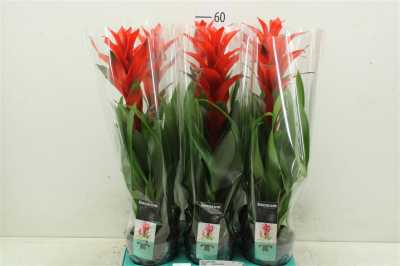 Guzmania Sensation